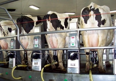 Промышленное доение коров