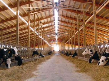Влияние освещения на производительность коров