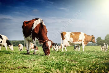 Способы определения продуктивности коровы