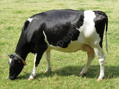 Раздой коровы